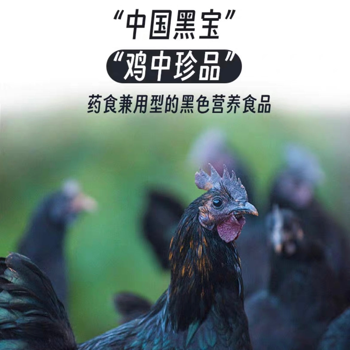 Primitive Paws Freeze-dried WU HEI chicken drumstick 50g | 璞印冻干五黑鸡腿